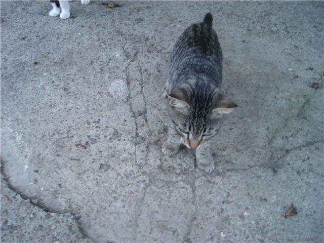 slika